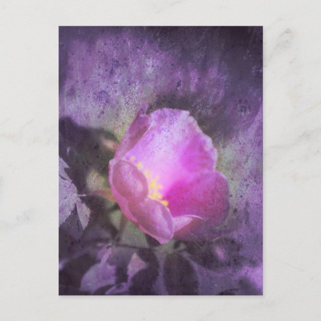 Old fashioned pink rose, purple texture postcard (Front)