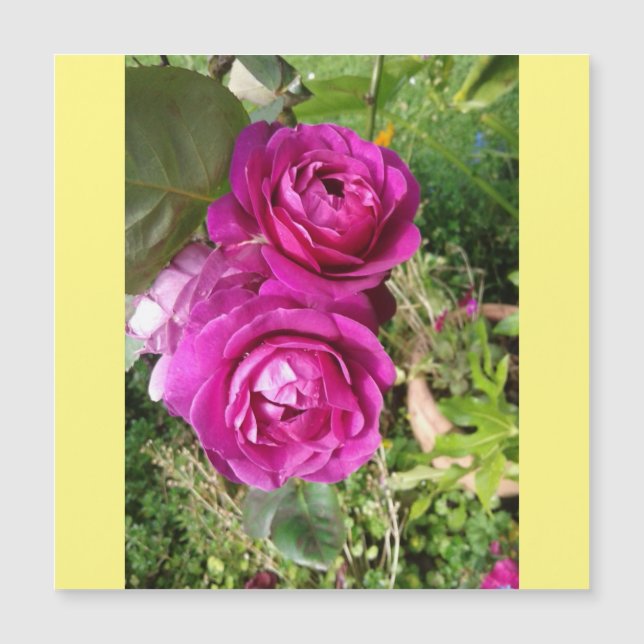 old fashioned rose (Front)