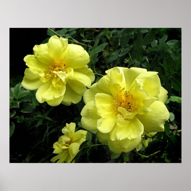 Old fashioned Yellow Rose Poster (Front)