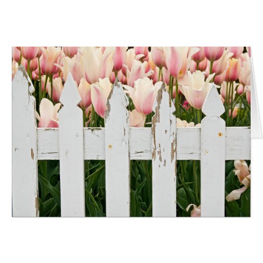 old fence with tulips cards (Front Horizontal)