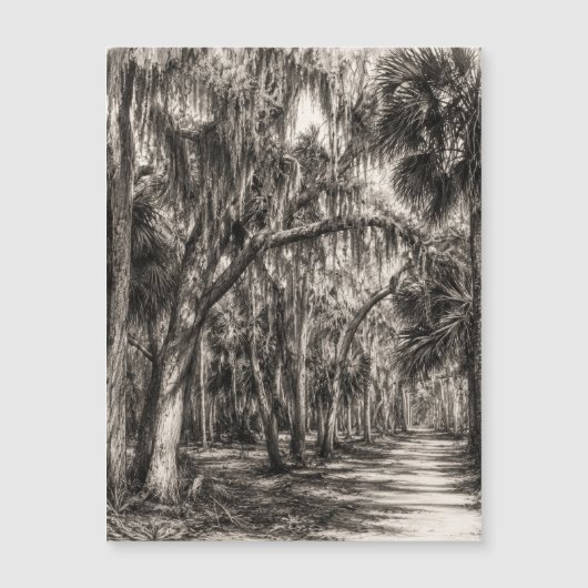 Old Florida Oak Hammock Graphite Sketch | Rockledg (Front)
