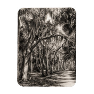 Old Florida Oak Hammock Graphite Sketch Rockledg Magnet