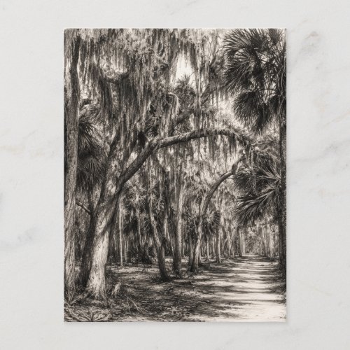 Old Florida Oak Hammock Graphite Sketch | Rockledg Postcard
