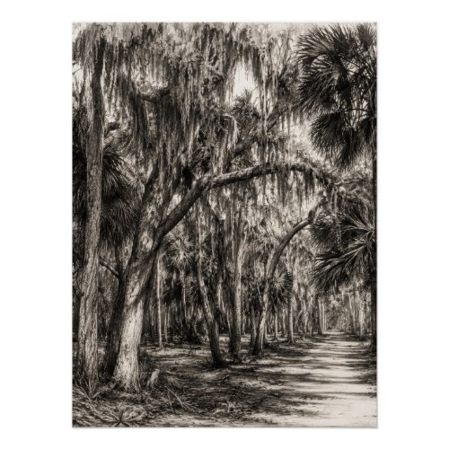 Old Florida Oak Hammock Graphite Sketch | Rockledg Poster