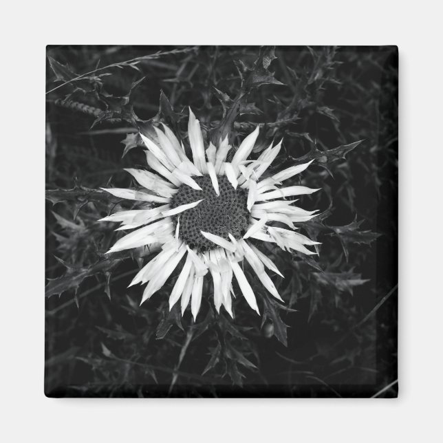 Old Flower Magnet (Front)