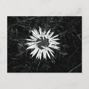 Old Flower Postcard