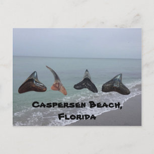 Old Fossilized Shark Teeth Florida Beach Treasures Postcard