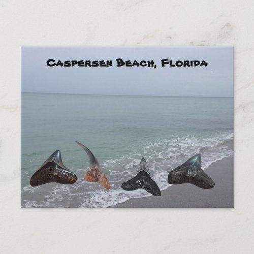 Old Fossilized Shark Teeth Florida Beach Treasures Postcard