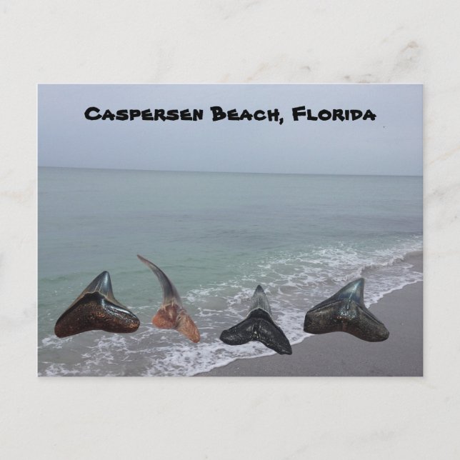 Old Fossilized Shark Teeth Florida Beach Treasures Postcard (Front)