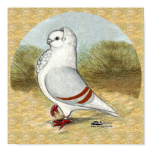 Old German Owl Pigeon In the Round