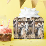 Old Goat In Barn Wrapping Paper