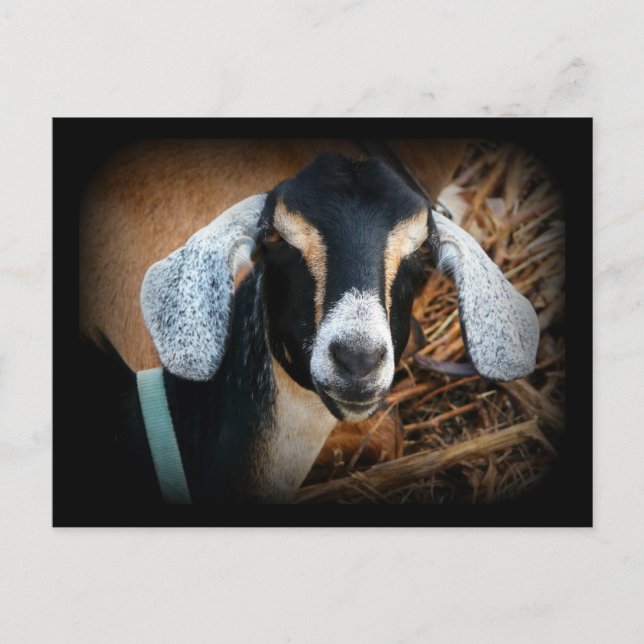 Old Goat Nubian Portrait Photo Postcard (Front)