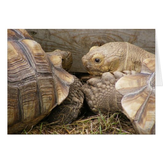 Old Gossips (Front Horizontal)