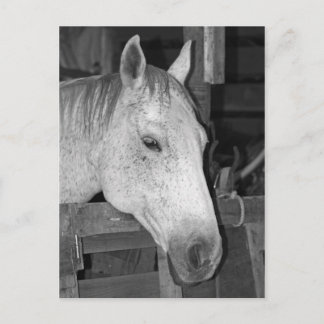 Old Gray Horse Postcard