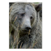 Old Grizzly Bear (Front)