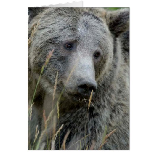 Old Grizzly Bear Cards (Front)