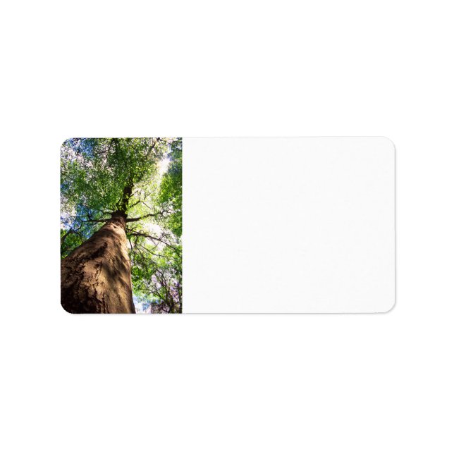 Old-Growth Beech Tree Label (Front)