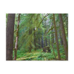 Old Growth Forest Postcard