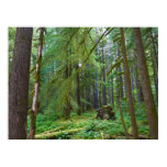 Old Growth Forest Poster