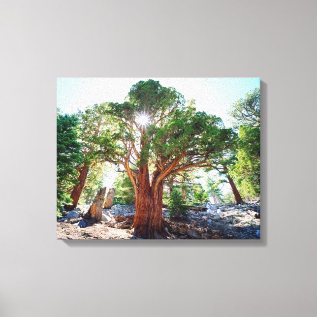 Old-growth Juniper tree in the Sierras Canvas Print (Front)