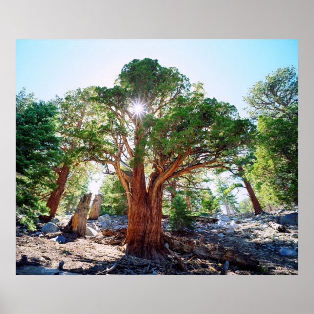 Old-growth Juniper tree in the Sierras Poster (Front)