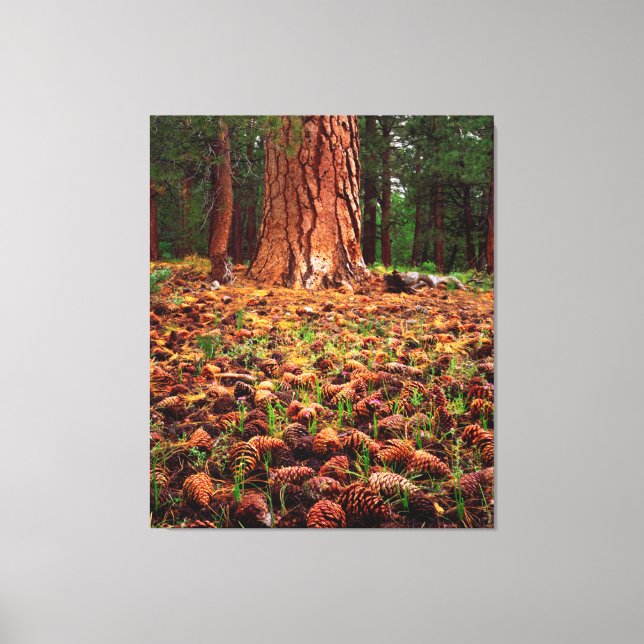 Old-growth Ponderosa tree with pine cones Canvas Print (Front)