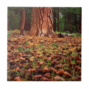 Old-growth Ponderosa tree with pine cones Ceramic Tile