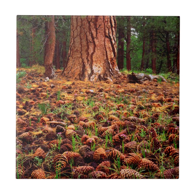 Old-growth Ponderosa tree with pine cones Ceramic Tile (Front)