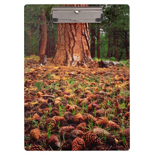 Old_growth Ponderosa tree with pine cones Clipboard