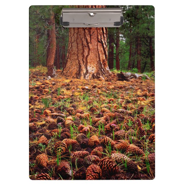 Old-growth Ponderosa tree with pine cones Clipboard (Front)