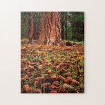 Old-growth Ponderosa Tree With Pine Cones Jigsaw Puzzle at Zazzle