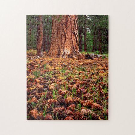 Old-growth Ponderosa Tree With Pine Cones Jigsaw Puzzle