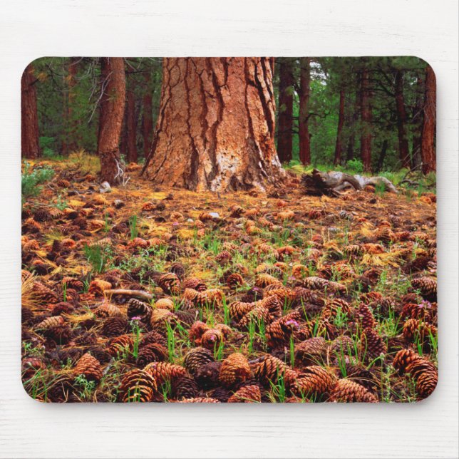 Old-growth Ponderosa tree with pine cones Mouse Pad (Front)