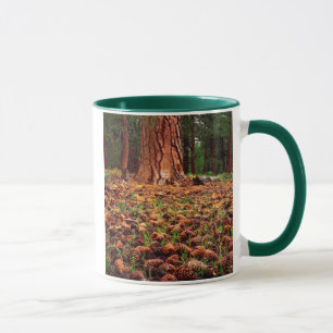 Old-growth Ponderosa tree with pine cones Mug