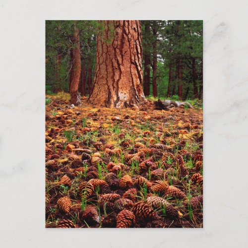 Old_growth Ponderosa tree with pine cones Postcard