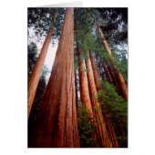 Old-growth Sequoia Redwood trees (Front)