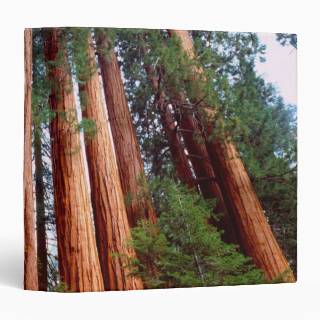 Old-growth Sequoia Redwood trees 3 Ring Binder (Front/Spine)