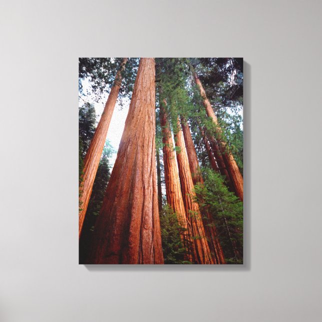 Old-growth Sequoia Redwood trees Canvas Print (Front)