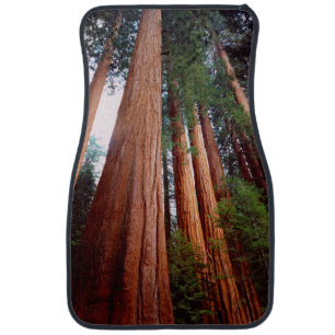 Old-growth Sequoia Redwood trees Car Mat