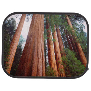 Old-growth Sequoia Redwood trees Car Mat