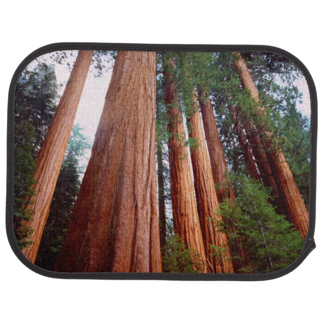 Old-growth Sequoia Redwood trees Car Mat (Rear)
