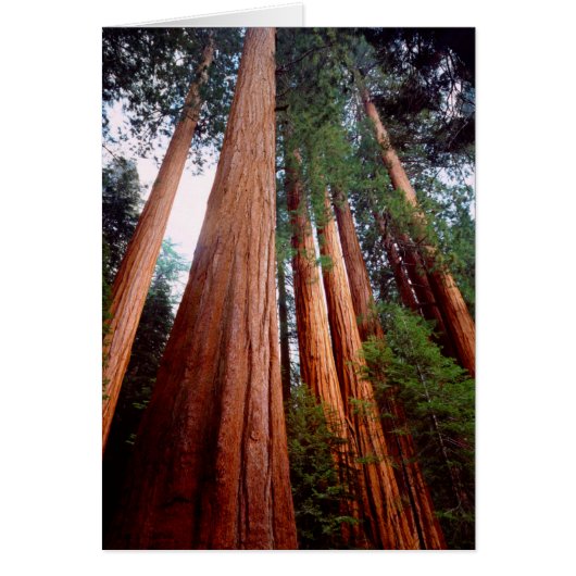 Old-growth Sequoia Redwood trees Cards (Front)