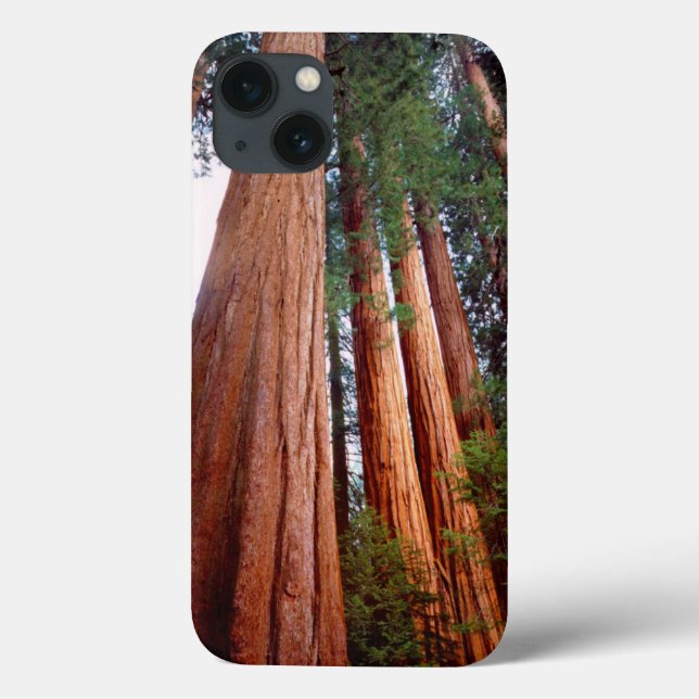 Old-growth Sequoia Redwood trees Case-Mate iPhone Case (Back)