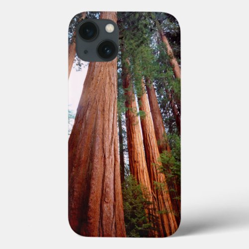 Old_growth Sequoia Redwood trees iPhone 13 Case