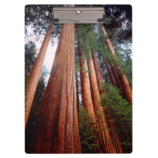 Old-growth Sequoia Redwood trees Clipboard (Front)