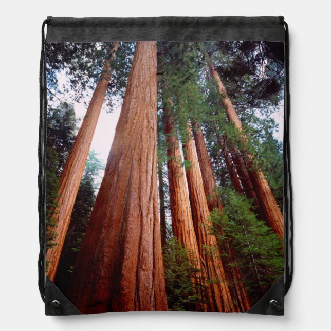 Old-growth Sequoia Redwood trees Drawstring Bag (Front)