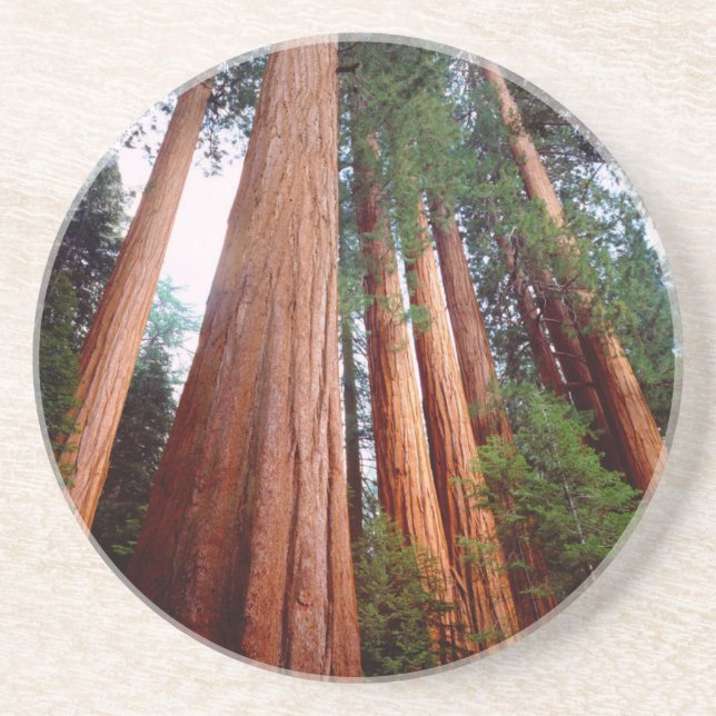 Old-growth Sequoia Redwood trees Drink Coaster (Front)