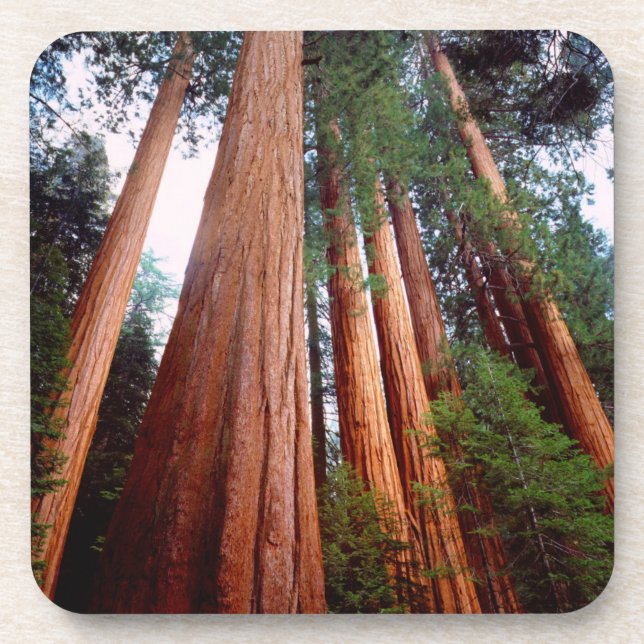 Old-growth Sequoia Redwood trees Drink Coaster (Front)