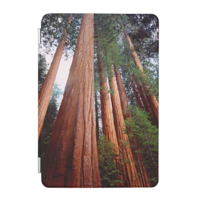 Old-growth Sequoia Redwood trees iPad Mini Cover (Front)