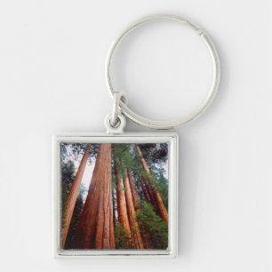Old-growth Sequoia Redwood trees Keychain